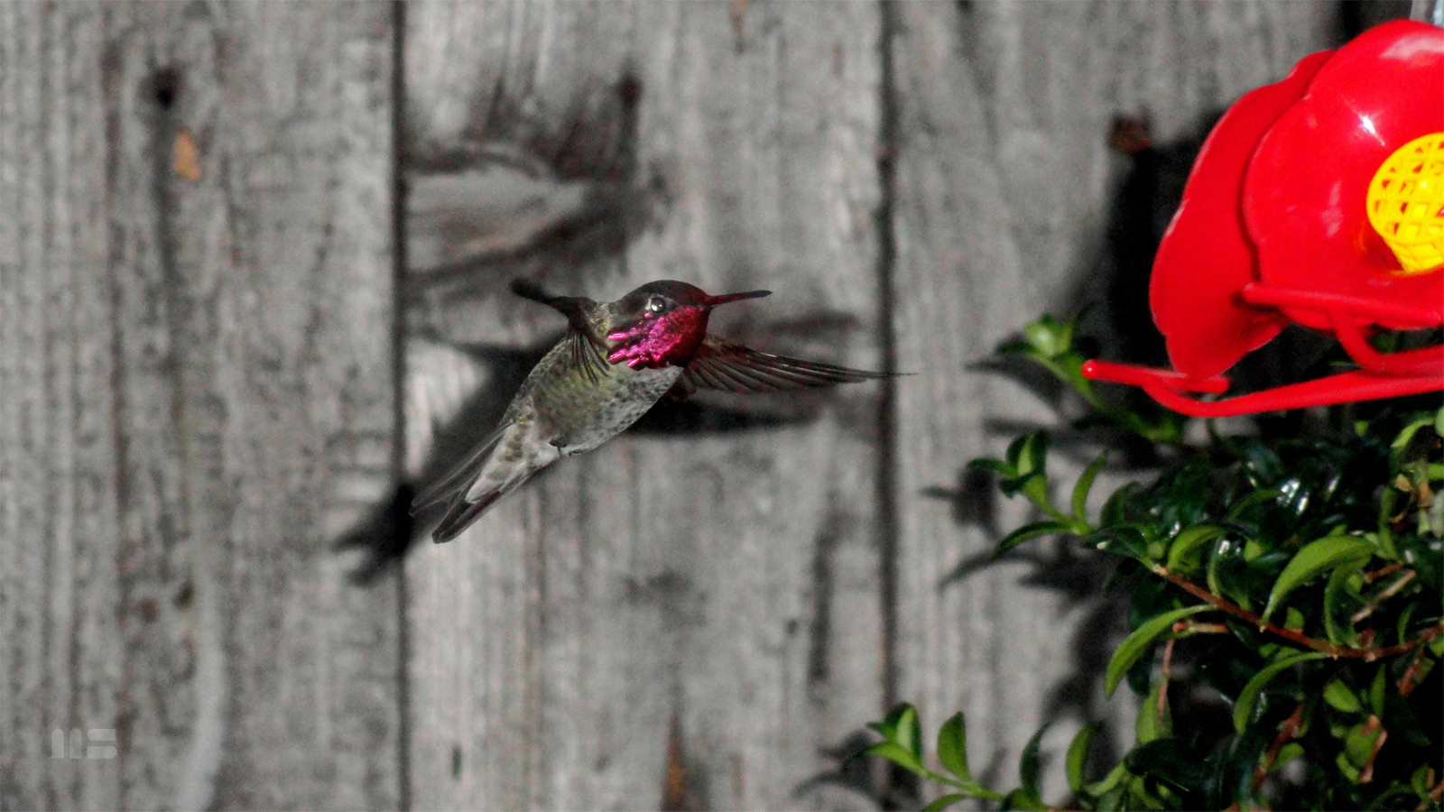 ED SULLIVAN Collectible Hummingbird Photo Print by artist Mark Smollin