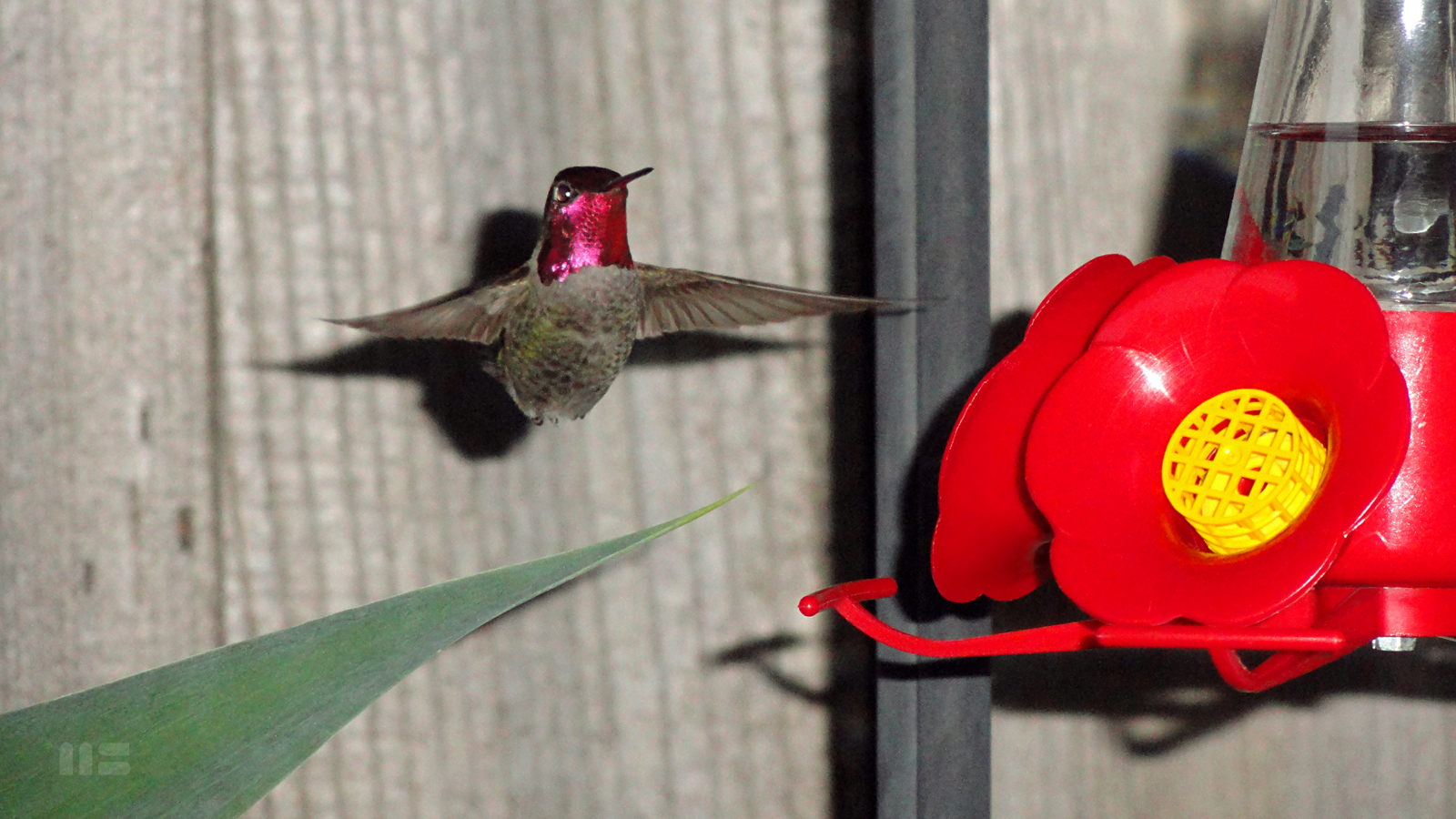 Iron Cross Collectible Hummingbird Photo Print by artist Mark Smollin