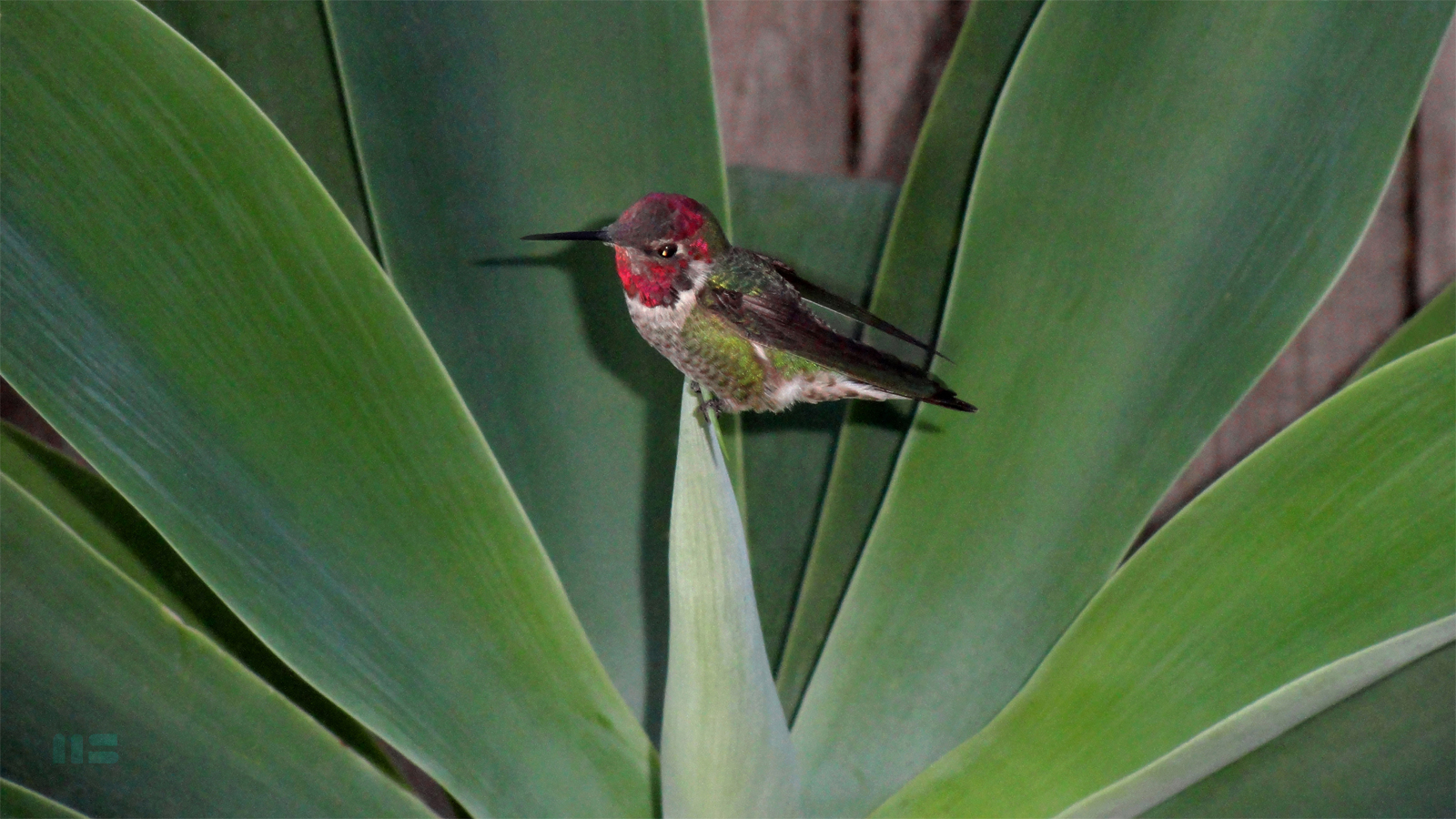 AGAVE SITTER Collectible Hummingbird Photo Print by Mark Smollin